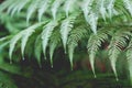 Punga or tree fern fronds with rain drops in New Zealand bush - shallow depth of field Royalty Free Stock Photo