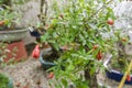 Punica granatum bonsai in blossom. Red fruits