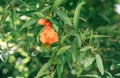 Punica granatum Flower. Pomegranate. Blossoming pomegranate tree Royalty Free Stock Photo