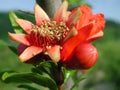 Red flower of Punica granatum tree