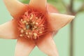 Punica granatum pomegranate flowers of orange color and shape of trumpet or bell, green fruit, leaves of this plant on intense Royalty Free Stock Photo