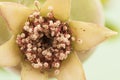 Punica granatum pomegranate flowers of orange color and shape of trumpet or bell, green fruit, leaves of this plant on intense Royalty Free Stock Photo