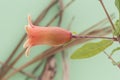 Punica granatum pomegranate flowers of orange color and shape of trumpet or bell, green fruit, leaves of this plant on intense Royalty Free Stock Photo