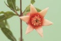 Punica granatum pomegranate flowers of orange color and shape of trumpet or bell, green fruit, leaves of this plant on intense Royalty Free Stock Photo