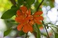 Punica granatum, pomegranate tree in bloom Royalty Free Stock Photo