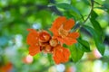 Punica granatum, pomegranate tree in bloom Royalty Free Stock Photo