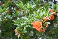 Punica granatum, pomegranate tree in bloom Royalty Free Stock Photo