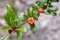 Punica granatum, pomegranate tree in bloom