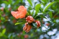 Punica granatum, pomegranate tree in bloom