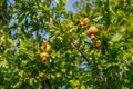 Punica granatum, pomegranate tree with green unripened fruit