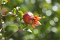 Punica Granatum Varitey Nana, Dwarf Pomegranate