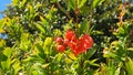 Punica tree or pomegranate tree, Punica granatum, closeup, Nice city.