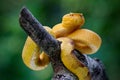 Punicius yellow pit viper on branch Royalty Free Stock Photo