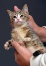 Punished tabby kitten is held by the scruff of the neck