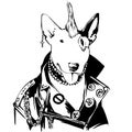 punk bull terrier dog in leather jacket