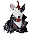 punk bull terrier in leather jacket
