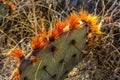 Punk Cactus Backlight by the Setting Sun. Royalty Free Stock Photo
