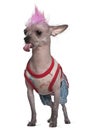 Punk dressed Mexican hairless dog, 4 years old