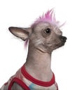 Punk dressed Mexican hairless dog, 4 years old