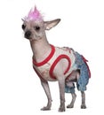 Punk dressed Mexican hairless dog, 4 years old