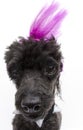 Punk Poodle Royalty Free Stock Photo