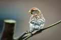 Redpoll on a thin branch Royalty Free Stock Photo