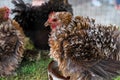 Punks chicken is eatting food in a farm Royalty Free Stock Photo