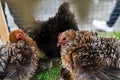 Punks chicken is eatting food in a farm Royalty Free Stock Photo