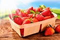Punnet of juicy large ripe strawberries