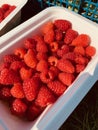 punnet of raspberries