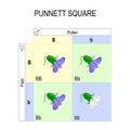 Punnett square. genetics