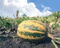 Punpkin on farm garden Royalty Free Stock Photo