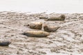 Seals at the Punt van Reide in the Netherlands