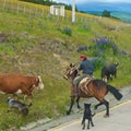 Punta Arenas, Chile - December 2018: Chilean cowboy rounding the cows in Punta Arenas, Chile Royalty Free Stock Photo