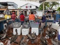 Punta Aroya, Galapagos, Ecuador - 2019-06-19 - Pelicans line up for extra fish as small sidewalk fish market Royalty Free Stock Photo