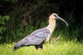 Punta Chilen, Chiloe Island, Chile - Birdwatching in Chiloe, Chile: Black Faced Ibis Theristicus Melanopis