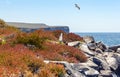 Punta Suarez and Nazca Booby, Espanola, Galapagos