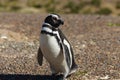 Punta Tombo, Patagonia, Argentina. Magellanic penguin