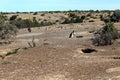 Punta Tombo, Patagonia, Argentina. Magellanic penguin Royalty Free Stock Photo