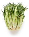 Puntarelle, asparagus chicory Royalty Free Stock Photo