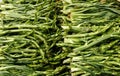 Puntarelle, asparagus chicory Royalty Free Stock Photo