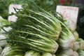 Puntarelle or Chicory at the Market Royalty Free Stock Photo