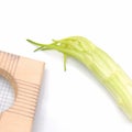 Puntarelle, tipycal Italian chicory Royalty Free Stock Photo