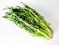 Puntarelle typical italian, roman, salad Royalty Free Stock Photo