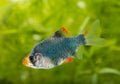 Puntius tetrazona - aquarium fish Royalty Free Stock Photo