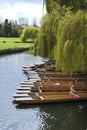 Punts and willow