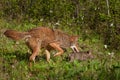 Pup and Adult Coyote (Canis latrans) on the Prowl Royalty Free Stock Photo