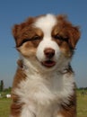 Pup aussie Royalty Free Stock Photo