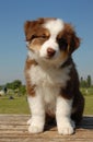 Pup australian shepherd Royalty Free Stock Photo
