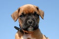 Pup boxer Royalty Free Stock Photo
